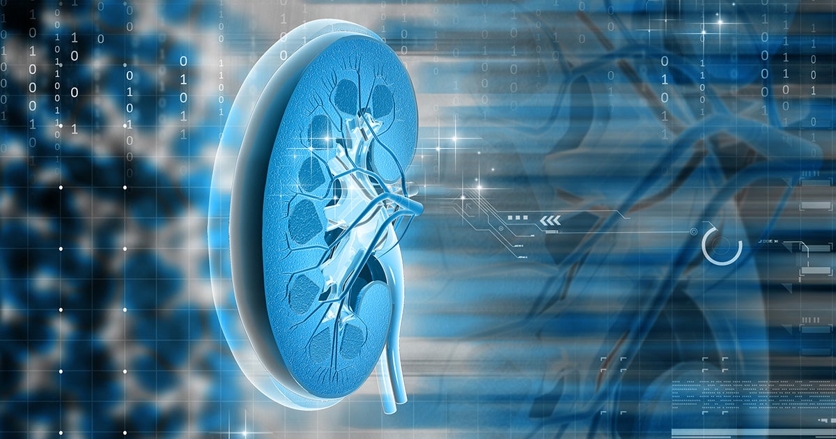 How Your Kidneys Work | National Kidney Foundation diagram of the kidneys 